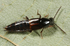 Quedius cinctus