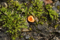 Octospora musci-muralis