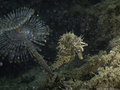 Long-snouted seahorse (Hippocampus guttulatus) — Syngnathidae — 2