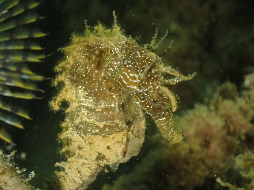 Long-snouted Seahorse