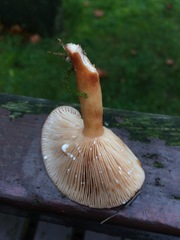 Lactarius subdulcis