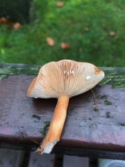 Lactarius subdulcis