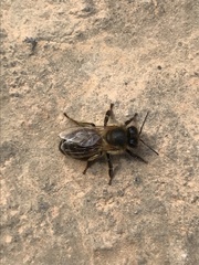 Apis mellifera
