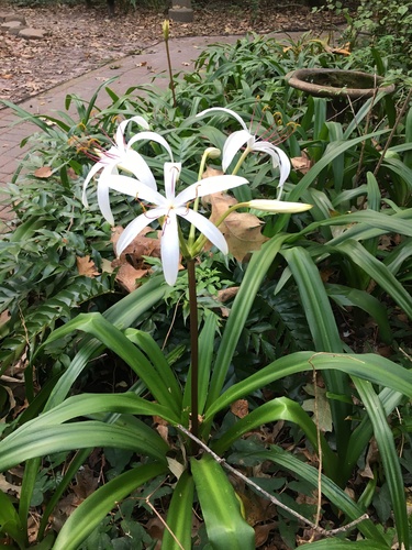 Crinum americanum
