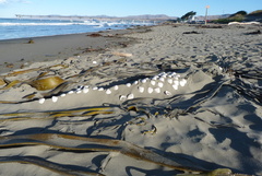 Crassula aequilatera