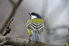 Parus major