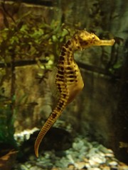 Hippocampus abdominalis