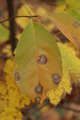 Miricatena prunicola
