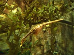 Hippocampus abdominalis