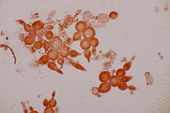 Miricatena prunicola