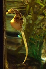 Hippocampus abdominalis