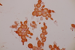 Miricatena prunicola