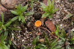 Neottiella albocincta