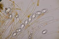 Neottiella albocincta