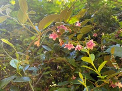 Elytropus chilensis