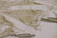 Geoglossum cookeanum