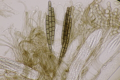 Geoglossum cookeanum