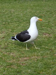 Larus dominicanus dominicanus