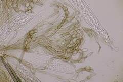 Geoglossum cookeanum