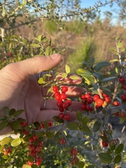 Ilex vomitoria image