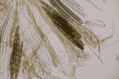Geoglossum cookeanum
