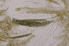 Geoglossum cookeanum