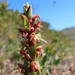 Satyrium lupulinum