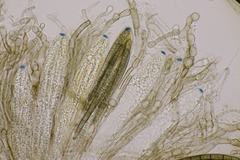 Geoglossum cookeanum