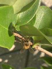 Apis mellifera