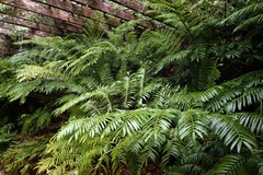 Ptisana salicina