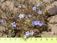 Microcodon glomeratus