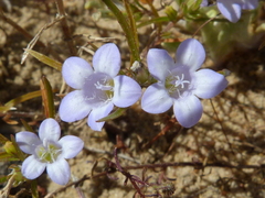 Microcodon glomeratus