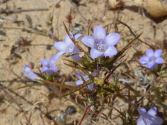 Microcodon glomeratus