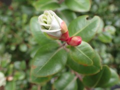 Metrosideros excelsa