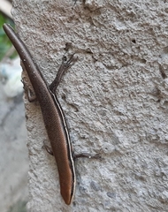 Marisora aquilonaria