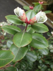 Metrosideros excelsa
