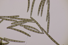 Geoglossum cookeanum
