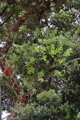 Metrosideros excelsa