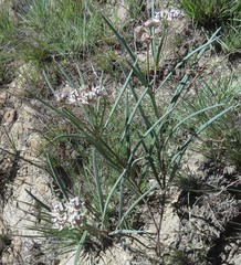 Asclepias cucullata cucullata