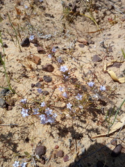 Microcodon glomeratus