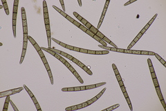 Geoglossum cookeanum