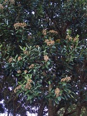 Metrosideros excelsa