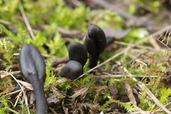 Trichoglossum hirsutum