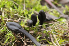 Trichoglossum hirsutum