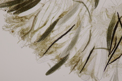 Trichoglossum hirsutum