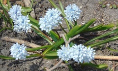 Puschkinia scilloides