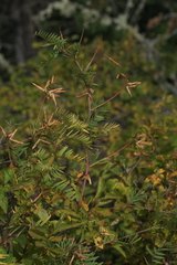 Vicia costata