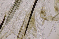 Trichoglossum hirsutum