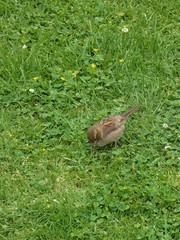 Passer domesticus domesticus