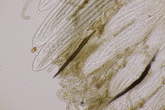 Trichoglossum hirsutum